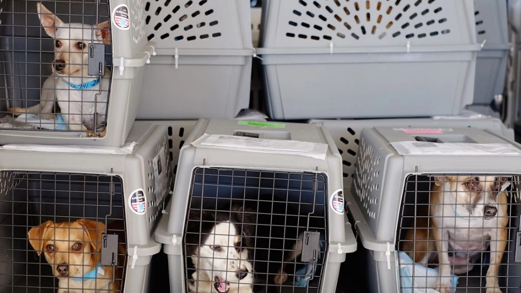Pet Shipping